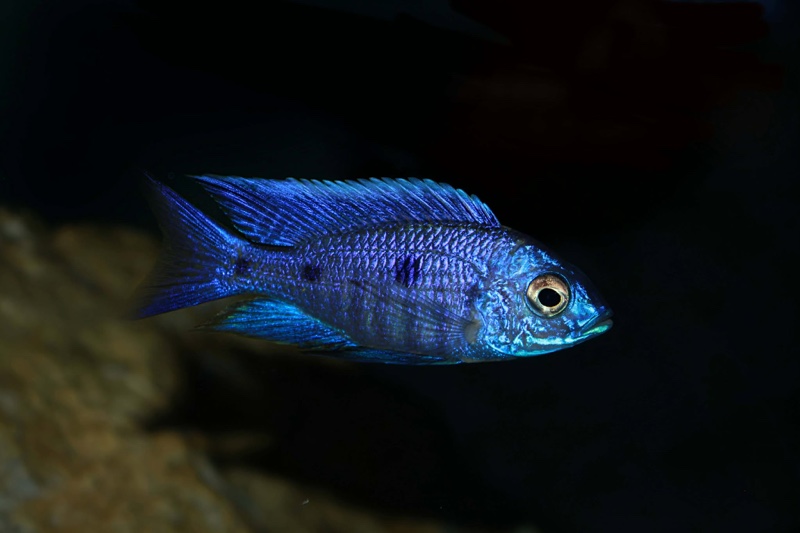 Copadichromis azureus 'Mbenji Island'